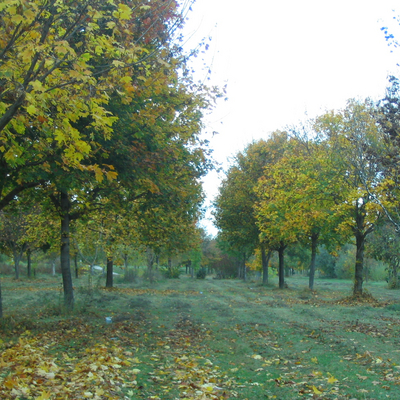 obrázok