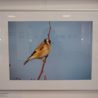 obrázok